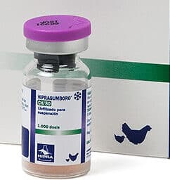 CV Hipra Gumboro CH/80 1000D x 1 Vial
