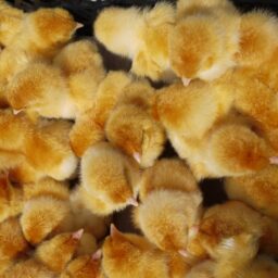 Alternative view of Ross 308 Day-old Broiler Chicks (100 in a Box)