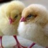 Ross 308 Day-Old Broiler Chicks (100 In A Box)