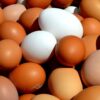 Ross 308 Fertilised Eggs (360 In A Box)