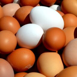 Ross 308 Fertilised Eggs (360 in a Box)