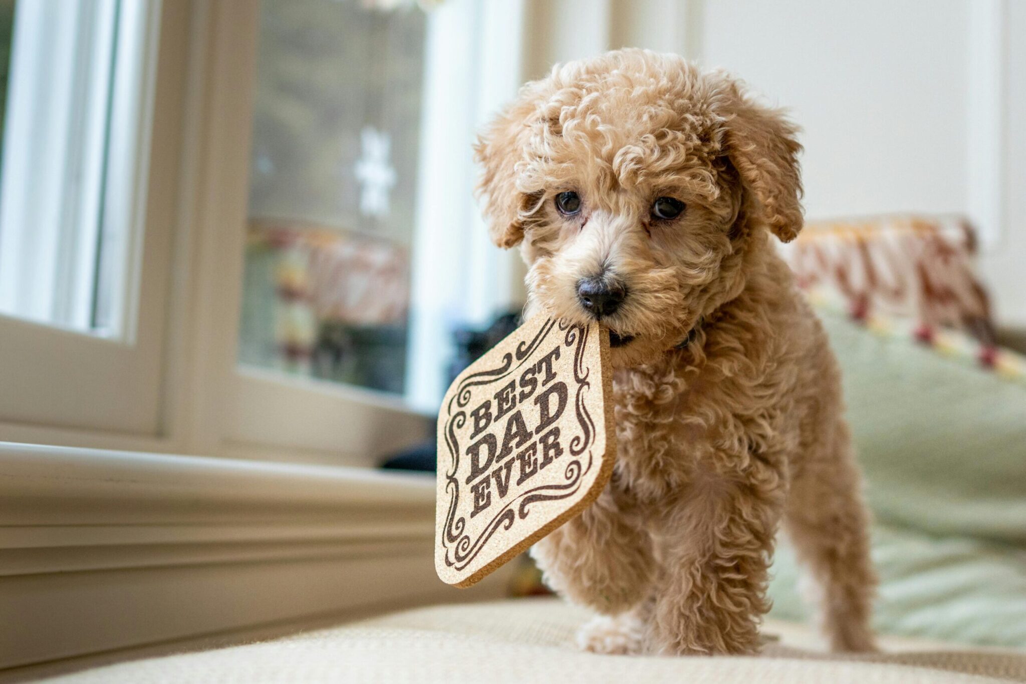 The Ultimate Guide To Being A New Puppy Owner: Do'S, Don'Ts, And Must-Haves