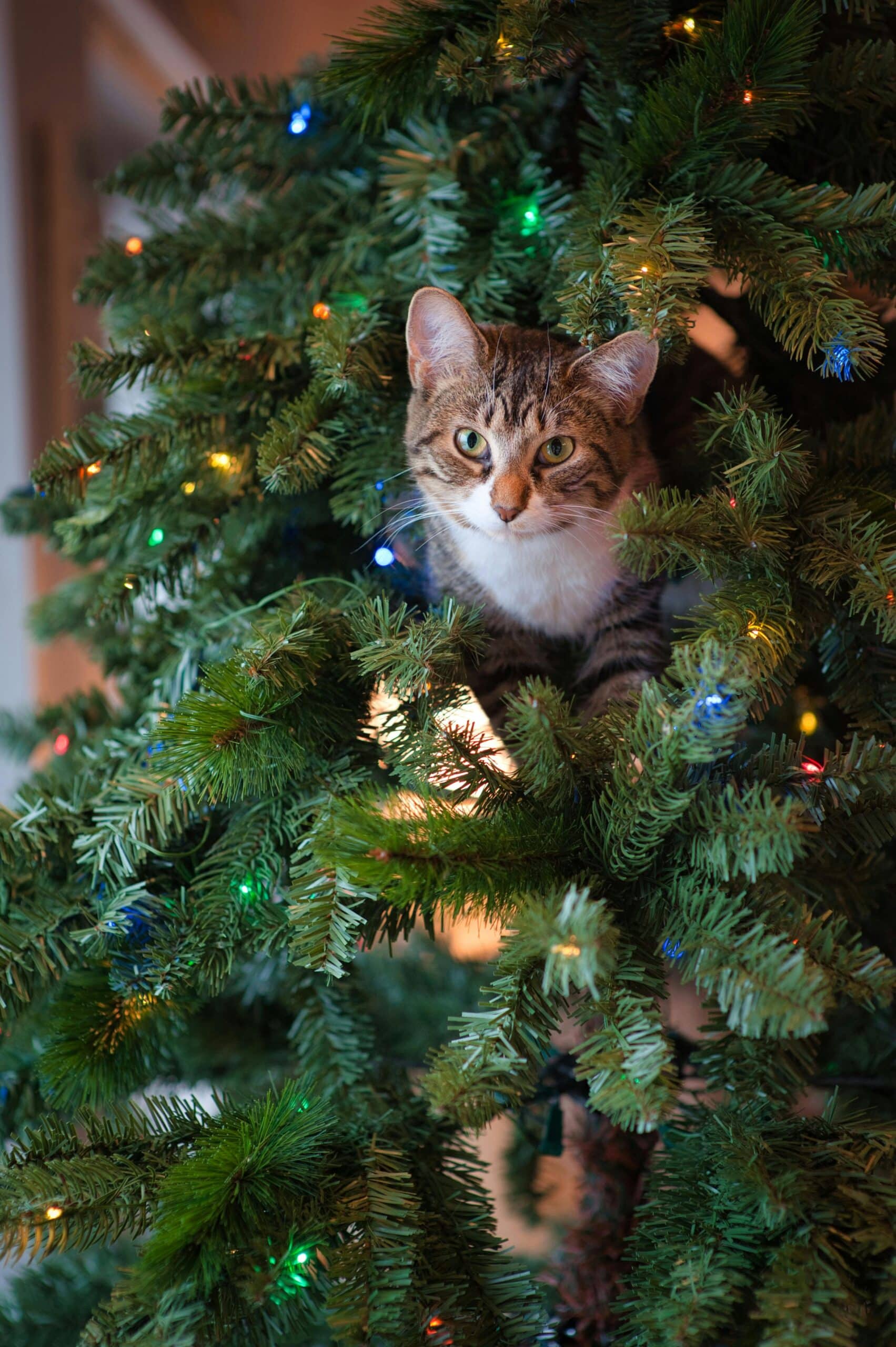Deck the halls with pet love: a guide to caring for your furry friends this holiday season 1 Deck The Halls With Pet Love: A Guide To Caring For Your Furry Friends This Holiday Season