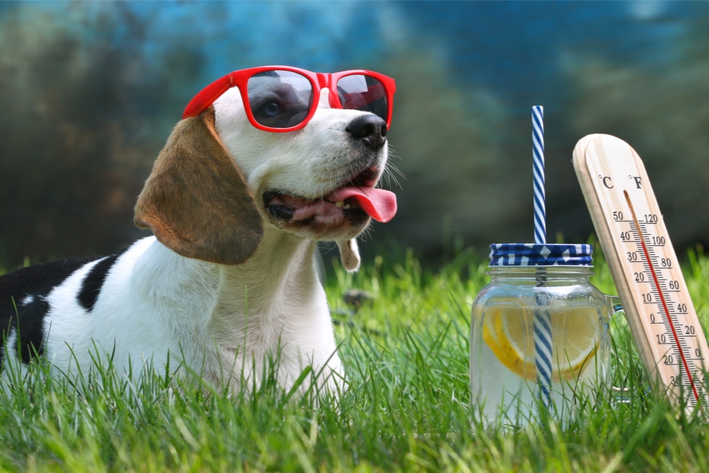 Keeping Animals Safe During A Heatwave: A Guide To Raising Awareness