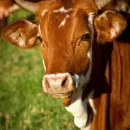 Cattle