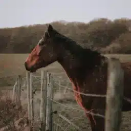 Equine