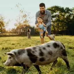 Pigs