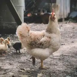 Poultry
