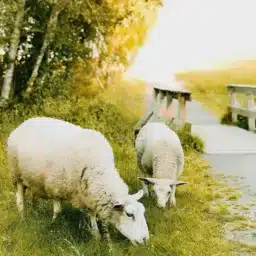 Sheep and Goats